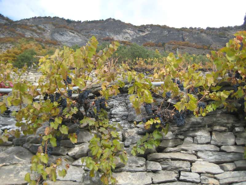 20101030_Weinweg_Saillon-Grone_026.jpg