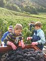 20101001_Vendange