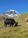 20110828_Prafleuri-Arolla-014