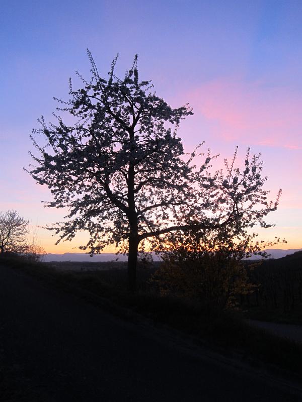 20120401_Kaiserstuhl-024.JPG
