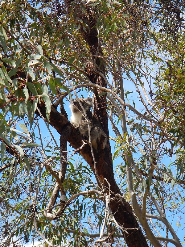 20131009_105732_Yanchep_NP.jpg