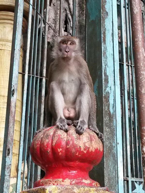 20131011_103829.jpg - Batu Caves