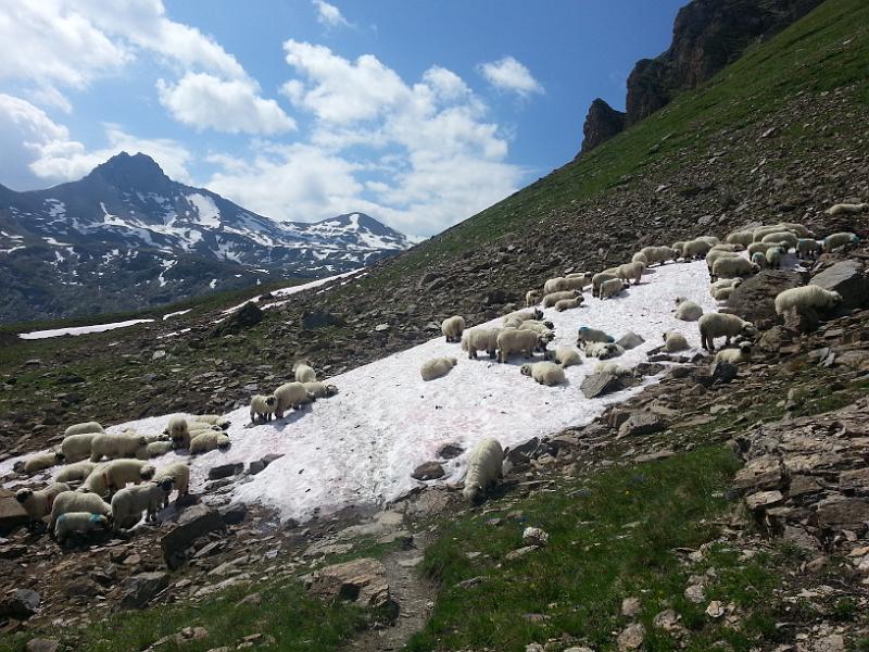 20130725_112741.jpg - 25.7. Schafe im Vallon Réchy bei kombinierter Bike-Run-Bike Tour