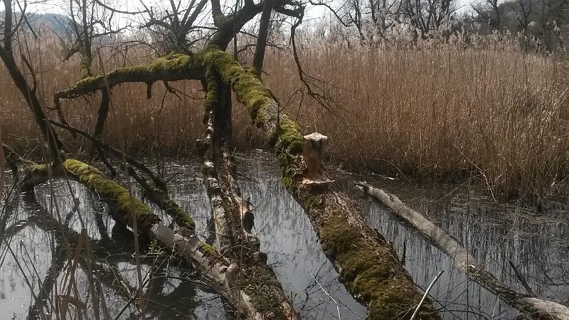 20140330_13.18.55.jpg - 30.3. Wanderung an Aare zwischem Niederried und Mühleberg mit vielen Biberspuren