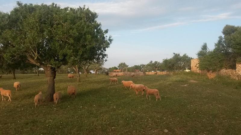 20140411_075311.jpg - 11.4. Morgenlauf bei Cala d'Or