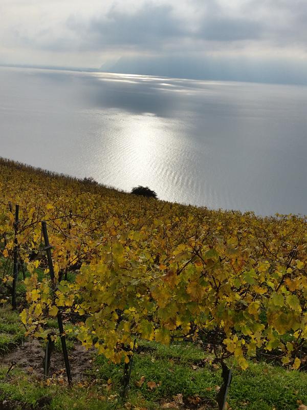 20141114_110245.jpg - 14.11. Lavaux