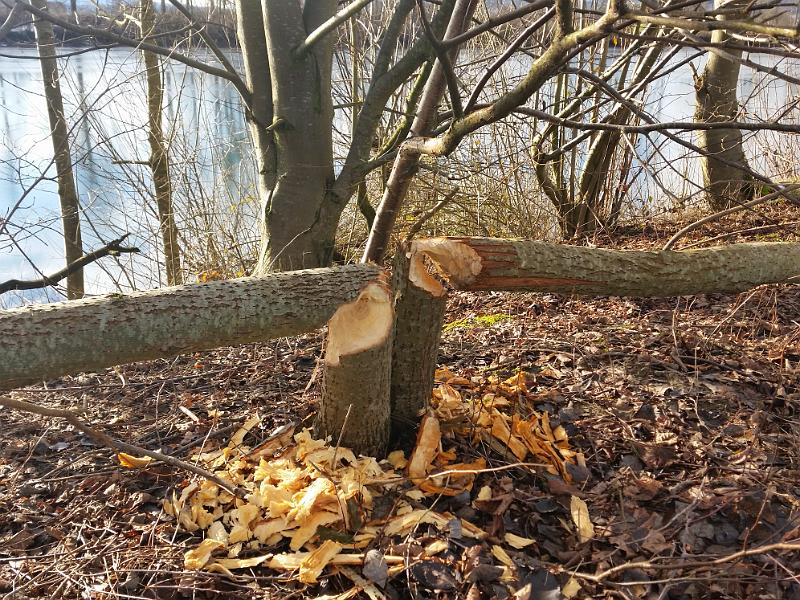 20150104_140820.jpg - 4.1. Biber am Häftli