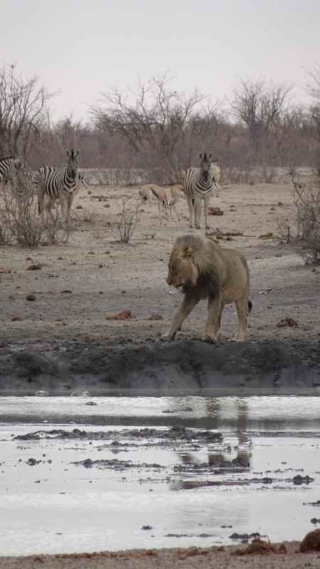 20160925_085129.jpg - 25.9. Tobiroen Waterhole, Etosha NP