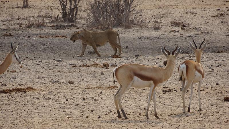 20160925_091255.JPG - 25.9. Tobiroen Waterhole, Etosha NP