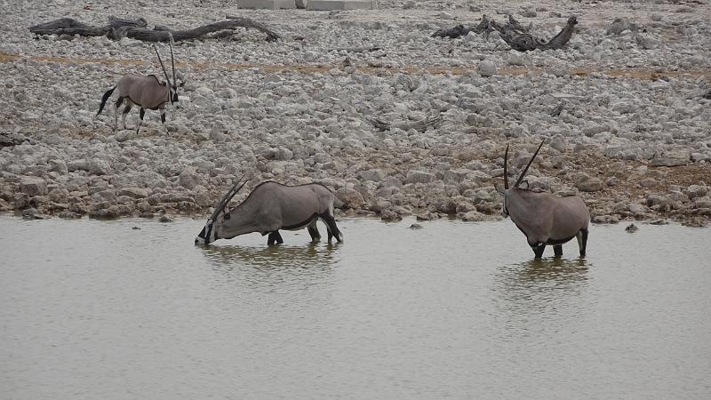 20160925_141757.JPG - 25.9. Okaukuejo, Etosha NP