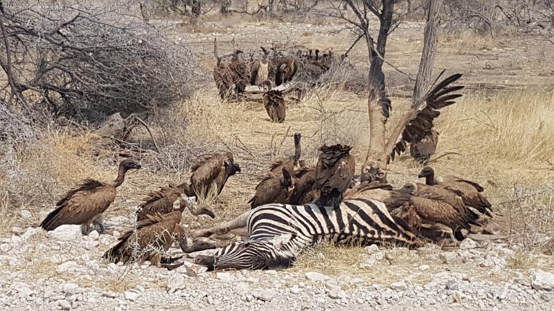 20160926_145138.jpg - 26.9. Zebra wird von Geiern 'zerlegt', Etosha NP