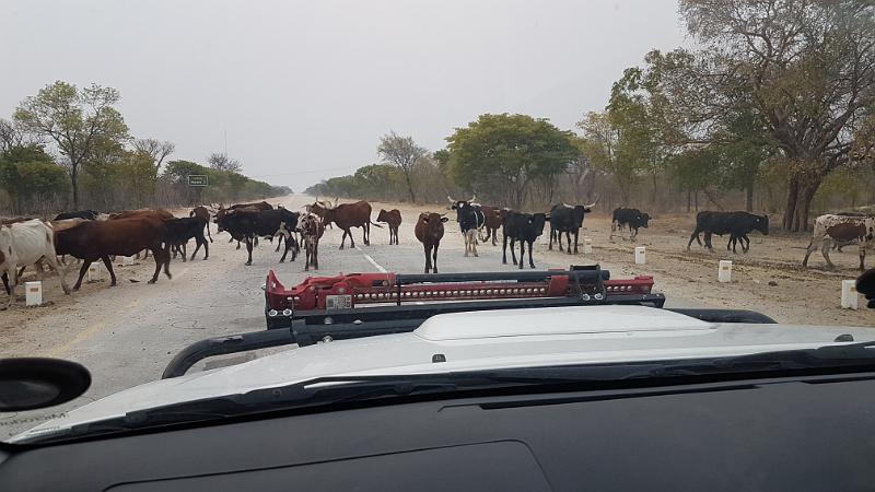 20160927_175630.jpg - 27.9. Stau auf dem Highway (ja, hier darf man 120km/h fahren) nach Rundu. In Norden Namibias wird es plötzlich richtig afrikanisch mit kleinen Dörfern am Strassenrand und Tiere und Menschen auf der Strasse