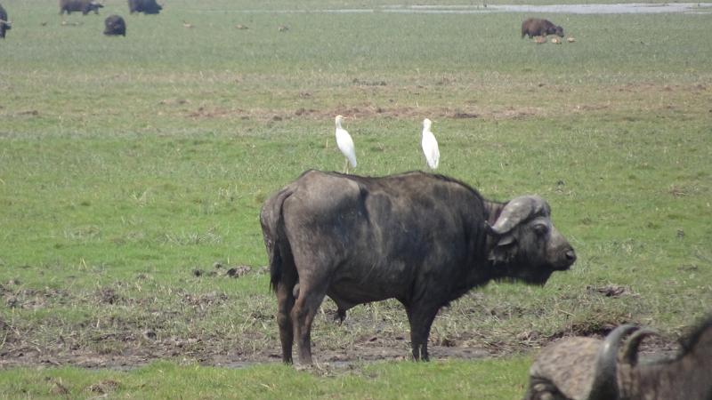 20160928_110222.JPG - 27.9. Büffel in der Buffalo Core Aera des Bwabwata NP