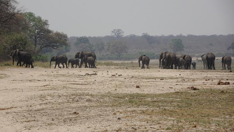 20160928_111431.JPG - 27.9. Büffel in der Buffalo Core Aera des Bwabwata NP