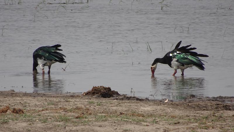 20160928_111904.JPG - 27.9.Gänse in der Buffalo Core Aera des Bwabwata NP