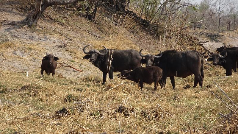 20160929_161022.JPG - 29.9. Overnight Bootst-Safari auf Kwando (Mashi River Safari)