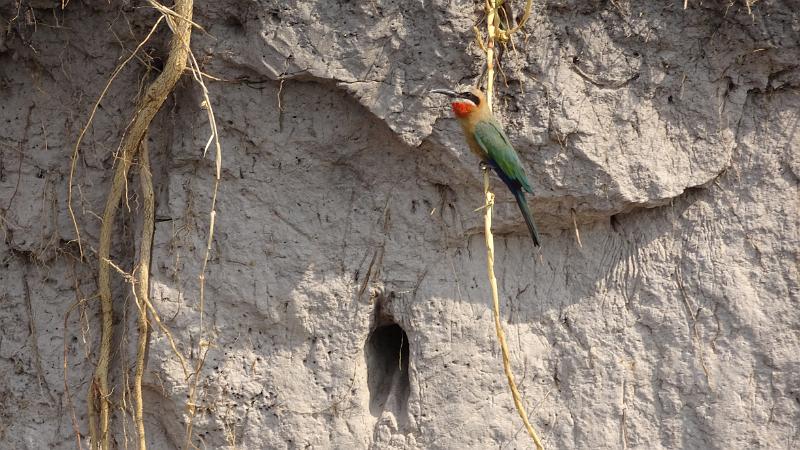 20160929_161347.JPG - 29.9. Overnight Bootst-Safari auf Kwando (Mashi River Safari)
