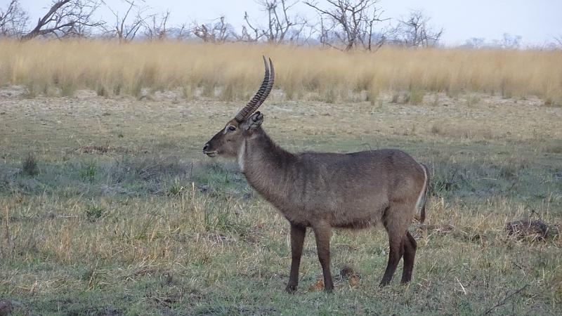 20160929_183340.JPG - 29.9. Overnight Bootst-Safari auf Kwando (Mashi River Safari)