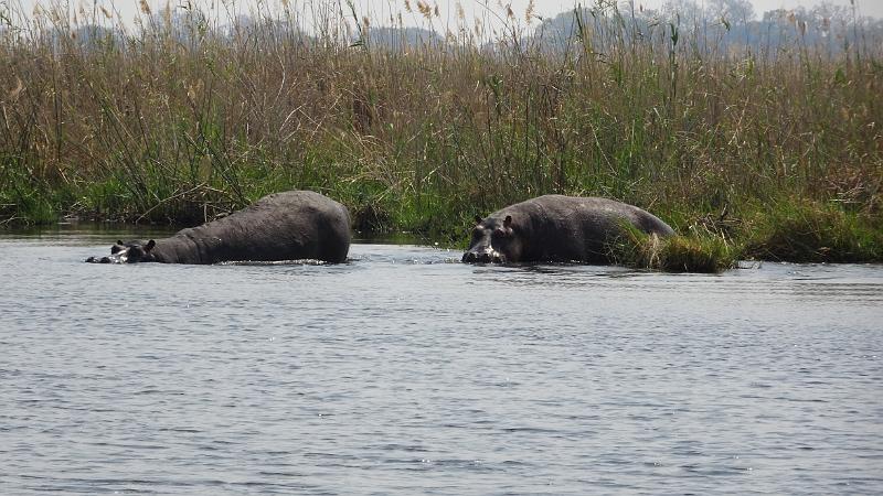 20160930_112840.JPG - 30.9. Hippos im Kwando (Mashi River Safari)