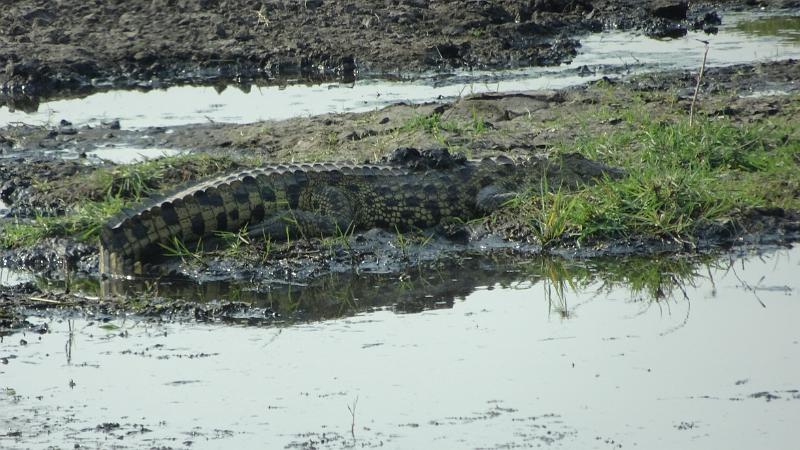 20161001_165019.JPG - 1.10. Chobe NP Riverfront - Ihaha Campsite