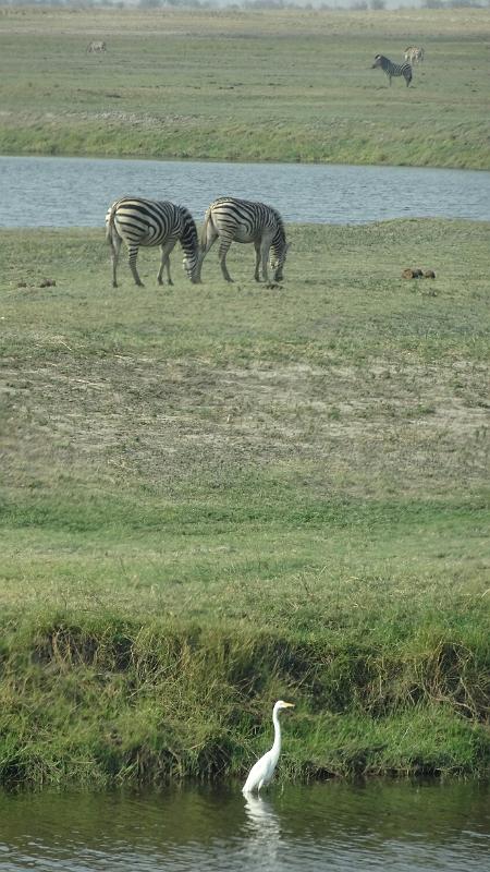 20161001_165442.JPG - 1.10. Chobe NP Riverfront - Ihaha Campsite
