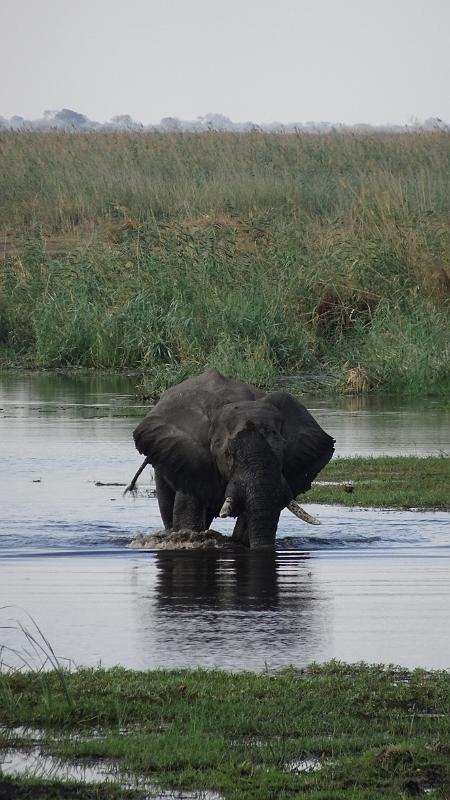 20161004_175650.JPG - 4.10. Linyanti Campsite, Chobe NP