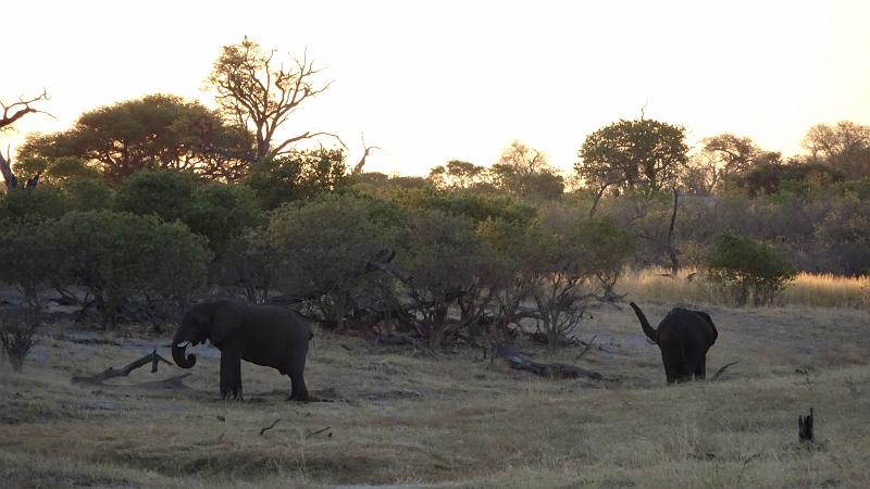 20161005_191047.JPG - 5.10. Elefanten im ausgetrockneten Savuti Channel, Savuti Campsite, Savuti Chobe NP