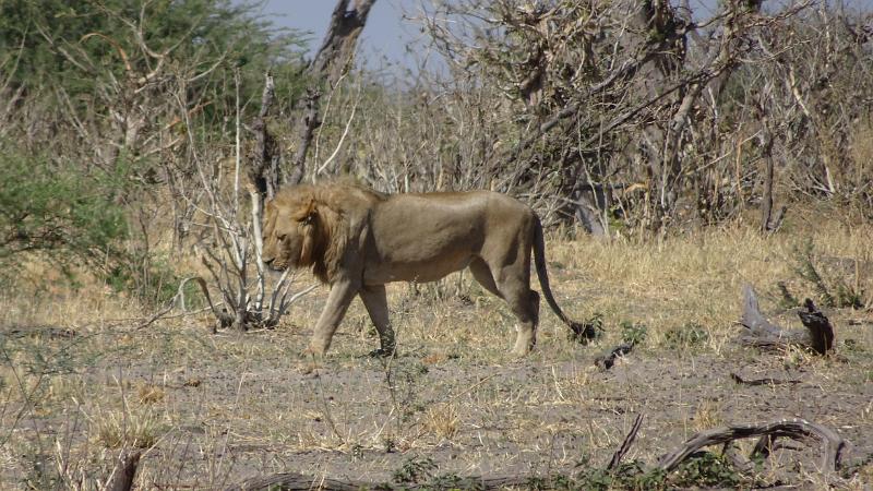 20161006_103058.JPG - 6.10. Löwe an Marsh Road, Savuti, Chobe NP