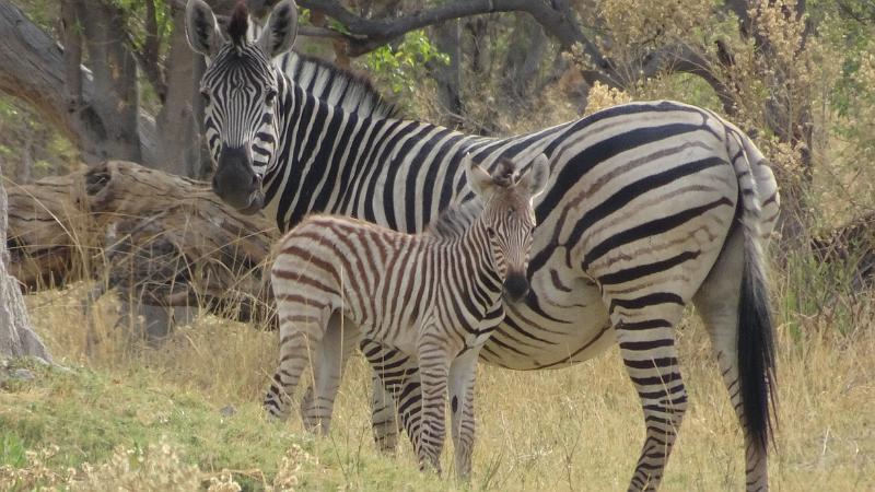 20161009_090645.JPG - 9.10. Zebra mit Jungem auf dem Weg von Third Bridge Richtung Süden, Moremi GR, Okavanga Delta