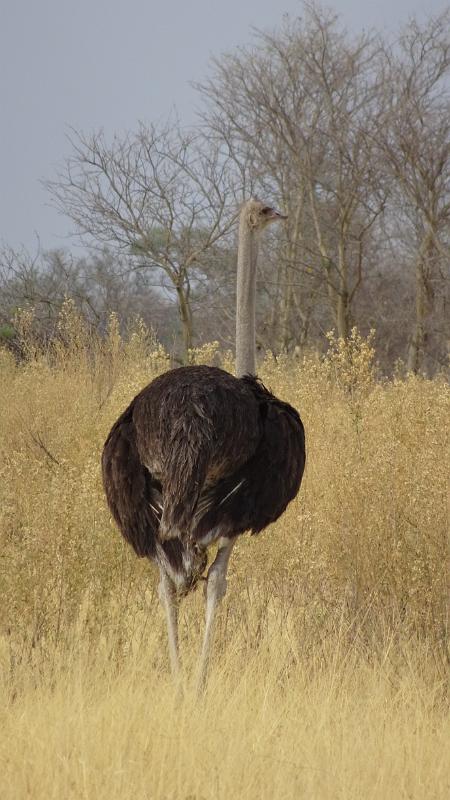 20161009_091437.JPG - 9.10. Strauss auf dem Weg von Third Bridge Richtung Süden, Moremi GR, Okavanga Delta
