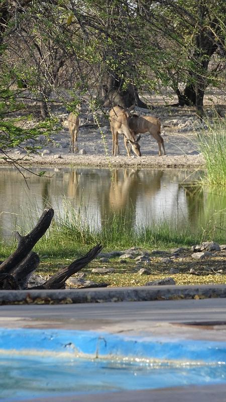 20161012_174947.JPG - 12.10. Thakadu Camp bei Ghanzi