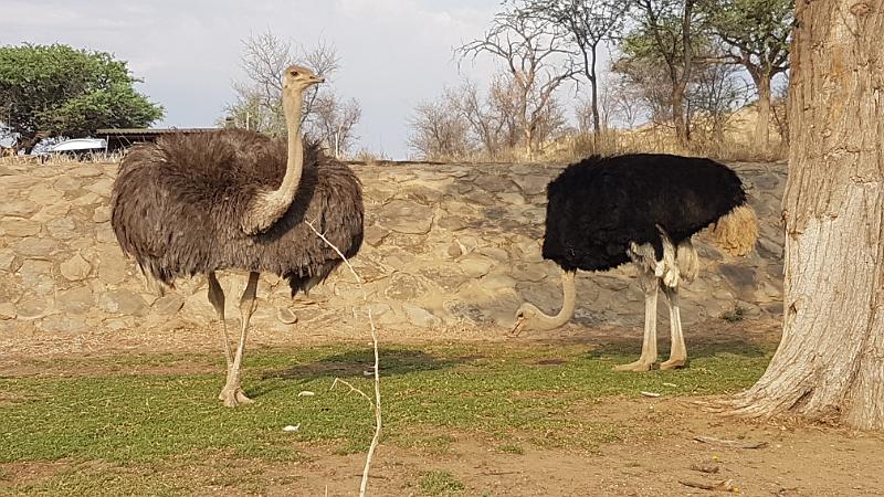 20161015_075752.jpg - 15.10. Strausse in Daan Viljoen GR bei Windhoek